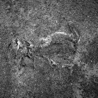 Dead Animals Dead Animals