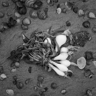Spring Onion on the Beach Spring Onion on the Beach