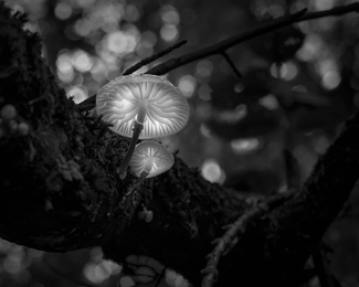 Mushroom 02 Mushroom 02