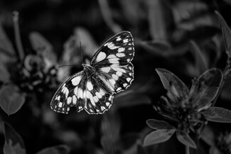 chessboard butterfly chessboard butterfly