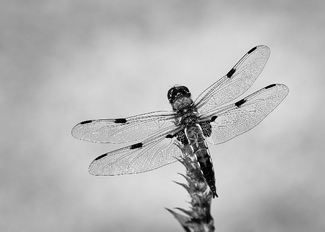 dragon-fly dragon-fly