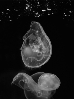 MoonJelly MoonJelly
