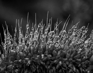 August Morning Dew August Morning Dew