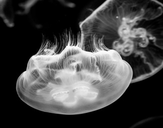 Free Falling (1) Free Falling (1)