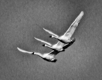 Three Swans Three Swans