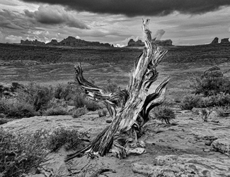 The Sentry The Sentry