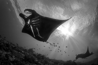 Manta rays and sunburst