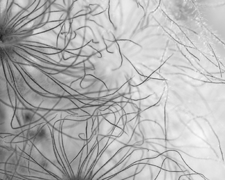 Apache Plume Apache Plume