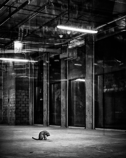 Lonely Cat Lonely Cat