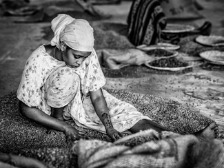 Coffesorting Coffesorting