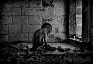 Lonely Boy Lonely Boy