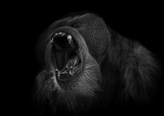 A Long Call A Long Call