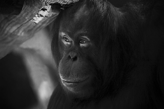 Bornean Orangutan Bornean Orangutan
