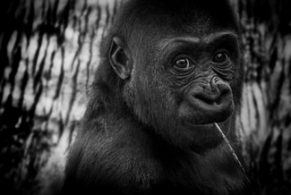 Baby Gorilla Baby Gorilla