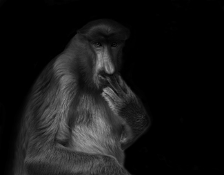 Proboscis Monkey Borneo
