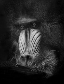 Mandril Alpha Mandril Alpha