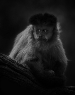 Capuchin Monkey Awareness Capuchin Monkey Awareness