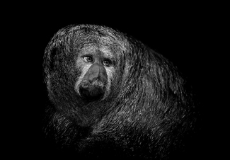 Comtemplation Saki Comtemplation Saki