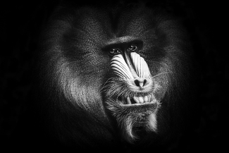 Winning Grin Winning Grin