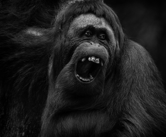 ICU TOO Smiling Orangutan ICU TOO Smiling Orangutan