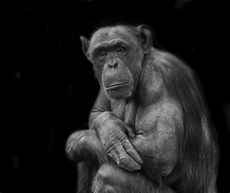 ICU TOO Male Chimpanzee ICU TOO Male Chimpanzee