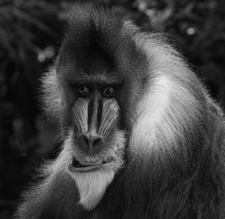 ICU TOO Mandril ICU TOO Mandril