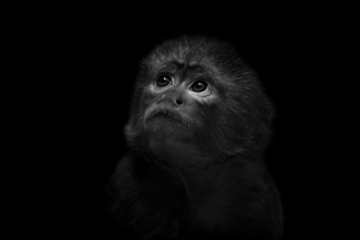 Twinkle Twinkle Little Star Twinkle Twinkle Little Star