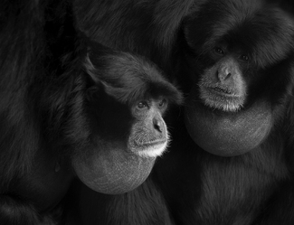 ICU TOO Opera Siamangs ICU TOO Opera Siamangs