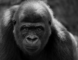 Icu Too, Western Lowland Gorilla Icu Too, Western Lowland Gorilla