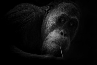 Icu Too, Waiting Time Icu Too, Waiting Time