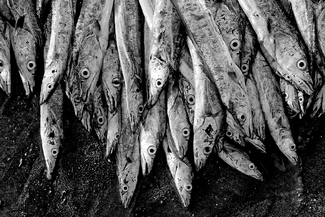 catch of the day catch of the day