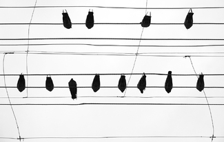 musical notes musical notes