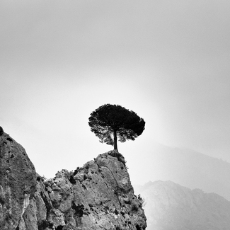 Solitary Sentinel Solitary Sentinel