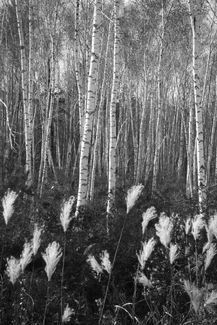 Birch Trees near Harbin, China Birch Trees near Harbin, China