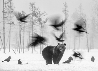 Brown Bear Brown Bear