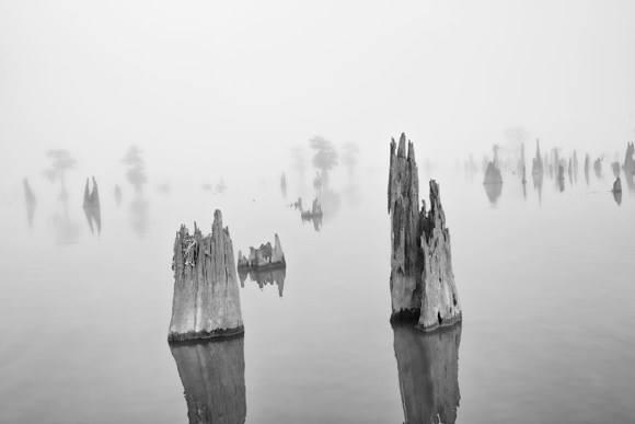 Foggy Cypress Stumps
