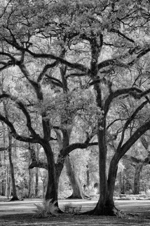 IR Tree Trunks IR Tree Trunks