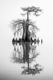 Foggy Ghost Tree Foggy Ghost Tree
