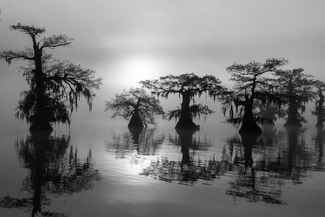 Dreamy Swamp Scene Dreamy Swamp Scene