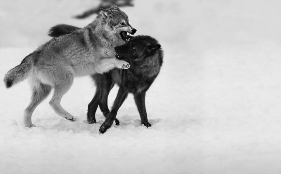 Wolf Clash