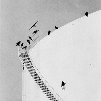 Ravens Atop Diesel Tank Ravens Atop Diesel Tank