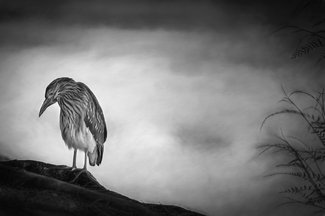 Night Heron Night Heron