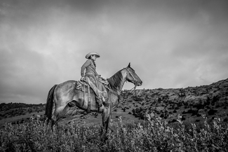 Watching The Herd