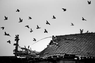 The liberation of the doves The liberation of the doves