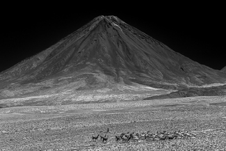 Llamas at Licancabur