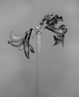 15-03-15 Final days 15-03-15 Final days