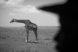 Giraffe (3) Giraffe (3)