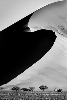 Oryx in a Namibian Dune Oryx in a Namibian Dune
