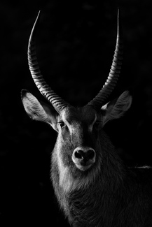 Waterbuck Portrait Waterbuck Portrait