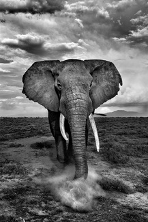 Giant of the Savannah Giant of the Savannah